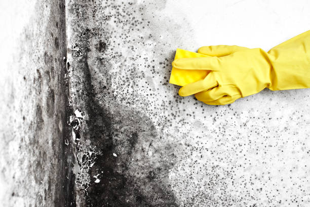 Best Crawl Space Mold Removal  in Sundance, WY