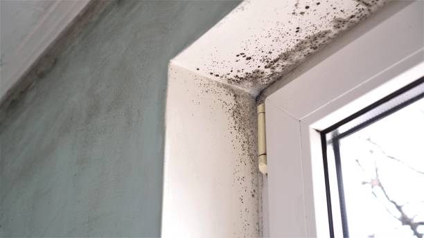 Professional Mold Removal in Sundance, WY