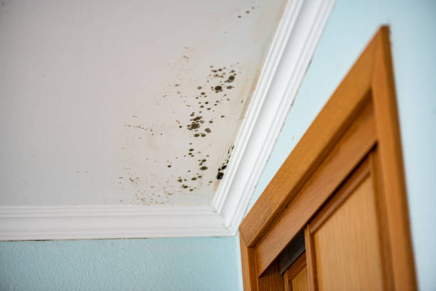 Best Mold Testing  in Sundance, WY