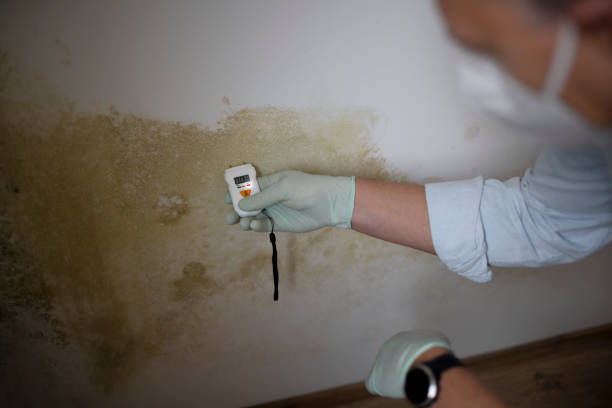 Best Emergency Mold Removal  in Sundance, WY