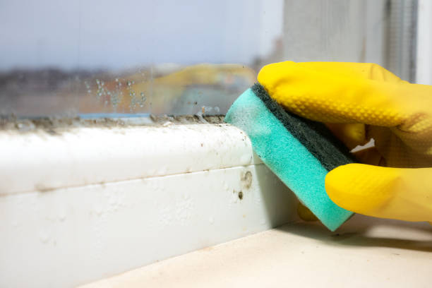 Best Affordable Mold Removal  in Sundance, WY