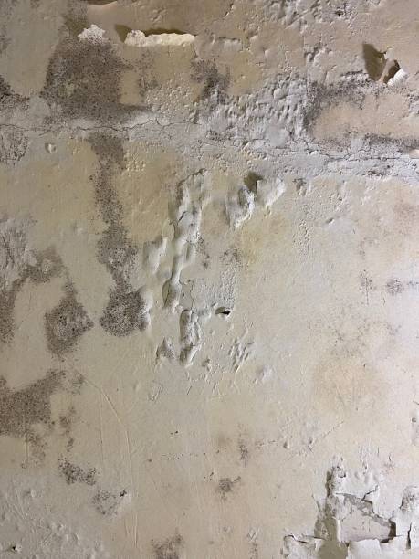 Best Home Mold Removal  in Sundance, WY
