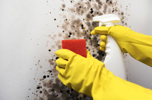 Mold Testing and Removal in Sundance, WY
