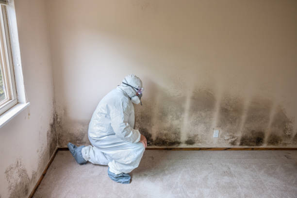 Best Mold Remediation  in Sundance, WY