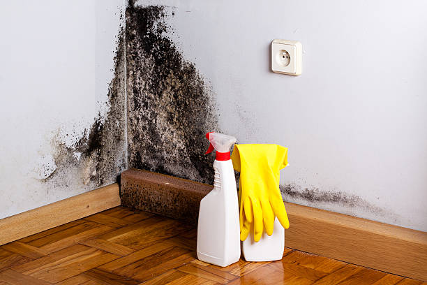 Best Mold Testing and Removal  in Sundance, WY