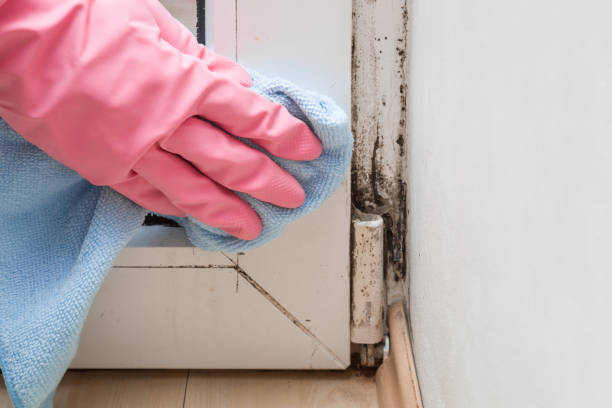 Best Best Mold Removal Companies  in Sundance, WY